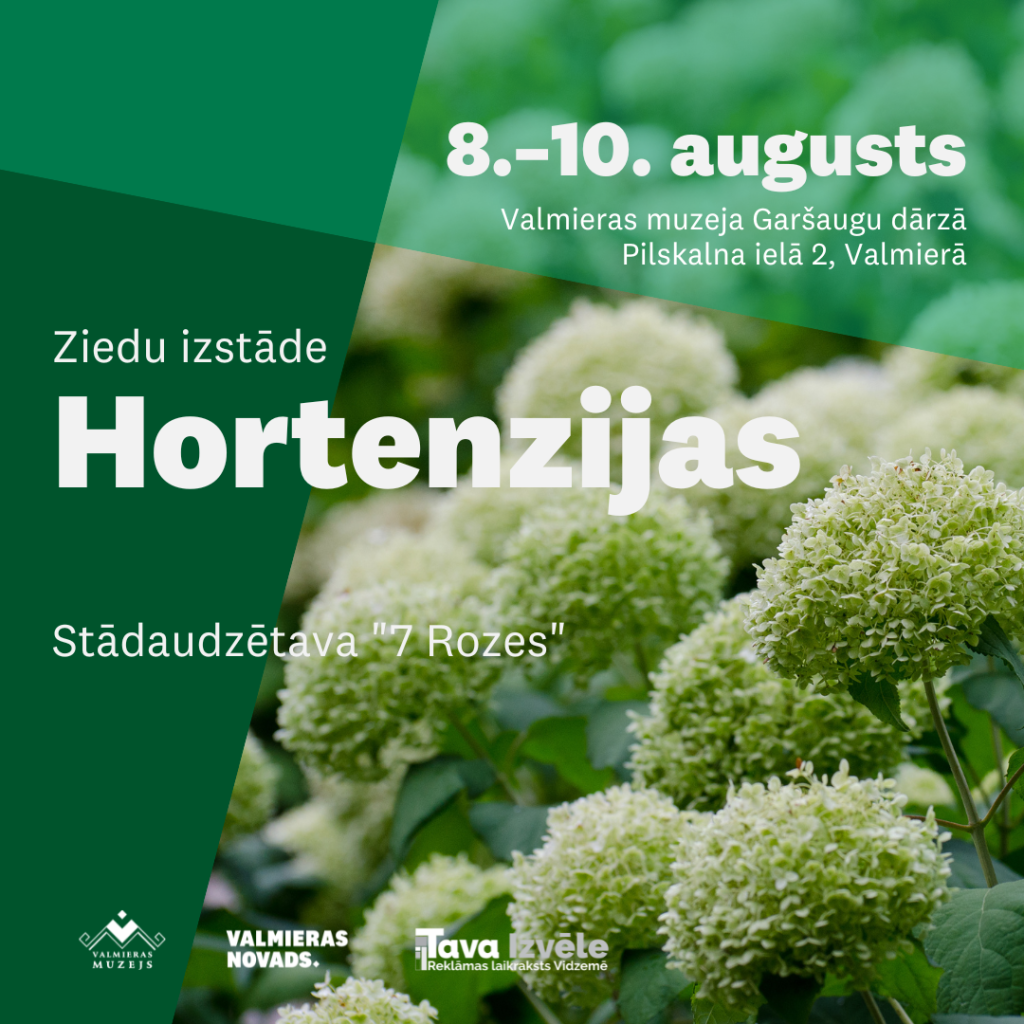 Hortenziju izstāde Valmieras muzeja Garšaugu dārzā